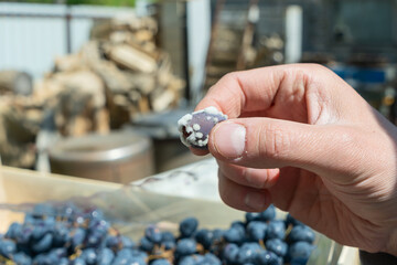 Noble rot on wine grape. Close up of botrytis affected grape held by hand with fresh harvest in background at vineyard setting