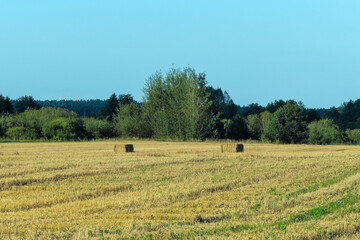 Obraz premium Hay bales scattered across harvested field. Golden hay bales on rural farmland after harvest with forest background. Agricultural landscape with rectangular hay bales on stubble field.