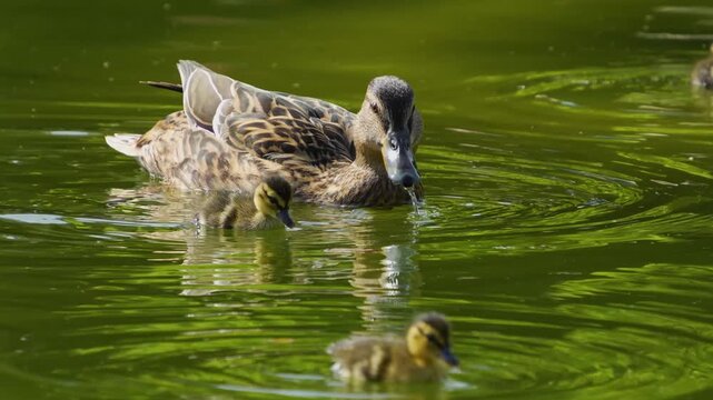 Close up baby duck ducklings swimming around a lake on a sunny summer day