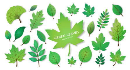 A set of green leaves of different shapes with a shadow on a white background. Fresh, juicy leaves, for seasonal designs. Vector EPS 10.