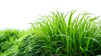 Lush green grass with tall reeds swaying, isolated white background, wetland vegetation, natural plants, landscape elements, with copy space