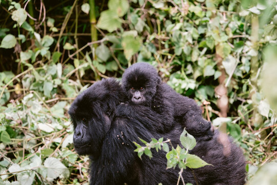 Mountain Gorillas in Volcanoes National Park Rwanda