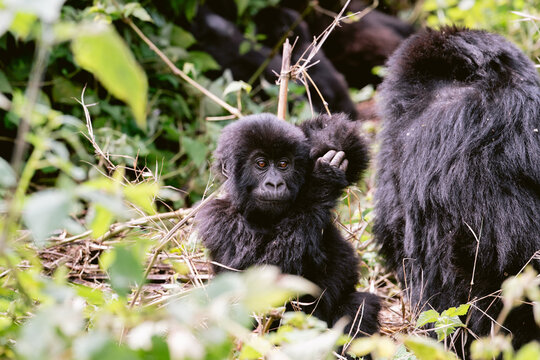 Mountain Gorillas in Volcanoes National Park Rwanda