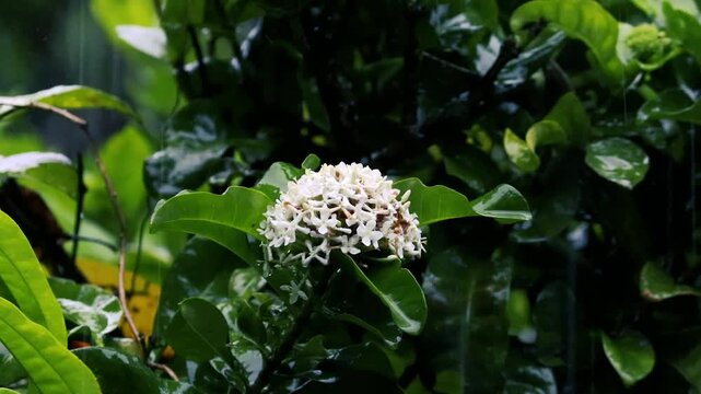 Rain falling on white ixora flowers and green leaves in a dark moody garden with bokeh background