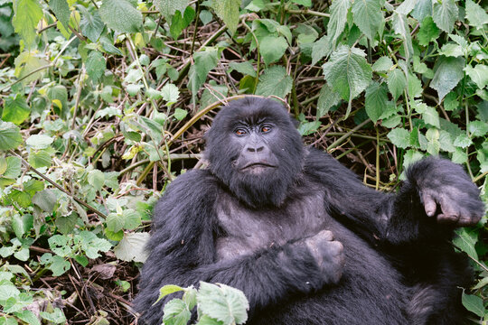 Mountain Gorillas in Volcanoes National Park Rwanda