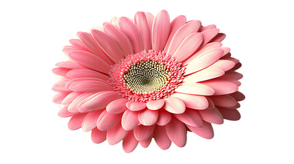 A single pink gerbera daisy in full bloom against a dark background