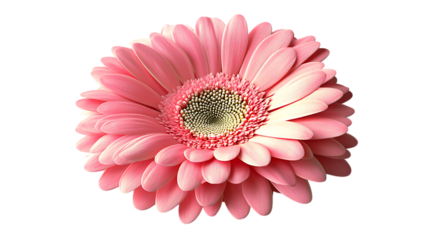 A single pink gerbera daisy in full bloom against a dark background