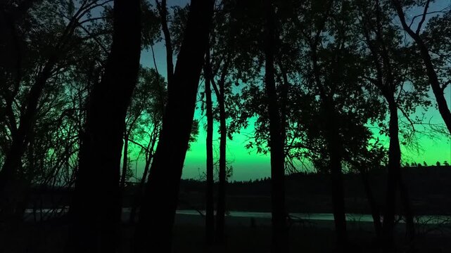 Northern lights through forest 