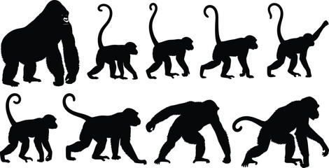 Primate evolution silhouette sequence showing monkey to gorilla progression isolated on white background scientific animal vector illustrationWeb © Hanif World