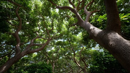 Fototapeta premium Looking up through a lush green forest canopy with d d sunlight filtering through branches
