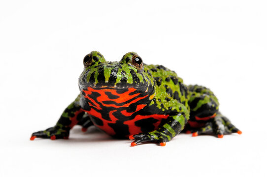 Oriental fire-bellied toad // Chinesische Rotbauchunke (Bombina orientalis)