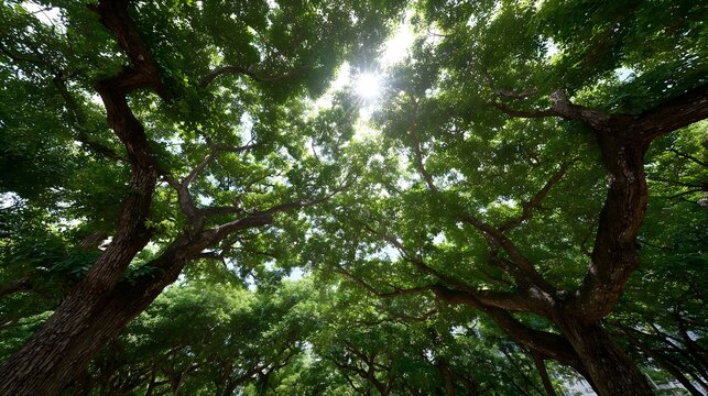 Looking up through a dense green tree canopy with sunlight filtering through the branches