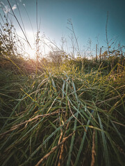 Fototapeta premium Frosted grass at sunrise in countryside