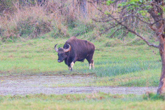 Guar (Bos gaurus)