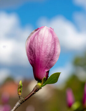 Close-up of Pink Magnolia Flower Bud Against Blue Sky