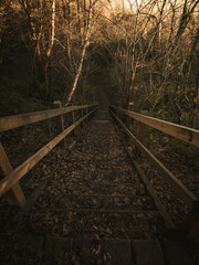 Wooden stairs leading down through a forest in autumn