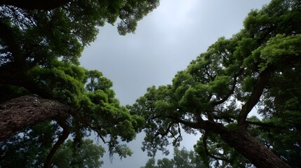 Obraz premium Majestic ancient trees form a dense green canopy viewed from below as branches reach towards an overcast cloudy sky