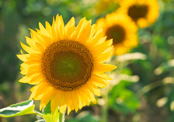 Sunflowers growing in a farm field.