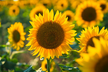 Sunflowers growing in a farm field.