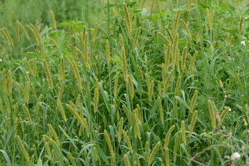Borstenhirse,  Setaria glauca, Setaria pumila, Setaria spp.