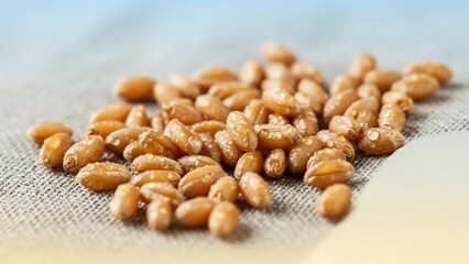 茶色豆の静物写真