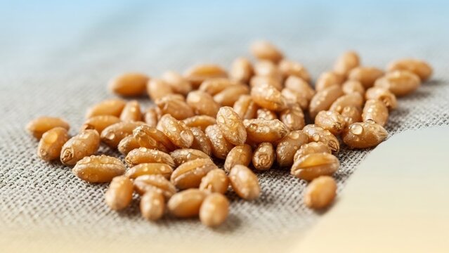 茶色豆の静物写真