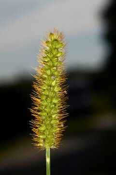 Borstenhirse,  Setaria glauca, Setaria pumila, Setaria spp.