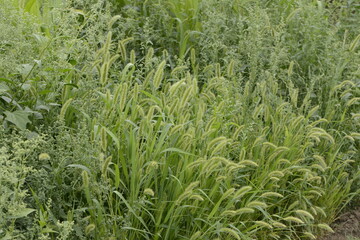  Grüne Borstenhirse,  Setaria viridis