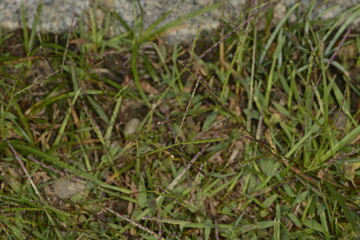  Faden-Fingerhirse,  Digitaria ischaemum