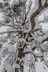 Vuokatti winter sport area in Sotkamo, Finland at wintertime