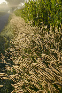 Borstenhirse,  Setaria spp.