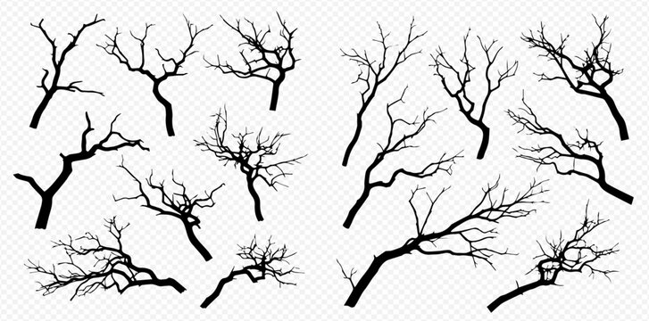 Collection of bare tree branches silhouettes, isolated on transparent background, perfect for spooky designs and natural elements.