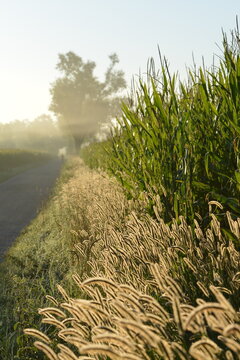 Borstenhirse,  Setaria spp.