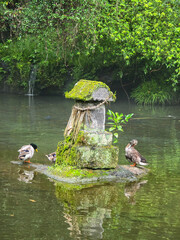 Ducks at Takachiho Gorge, Japan