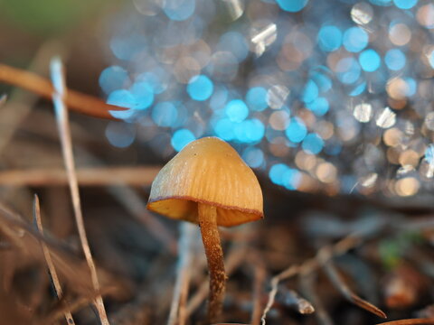 Se trata de un peque&ntilde;o hongo del g&eacute;nero Mycena o similar, caracterizado por su sombrero acampanado de color ocre y l&aacute;minas visibles, creciendo sobre un lecho de agujas de pino en descomposici&oacute;n.
