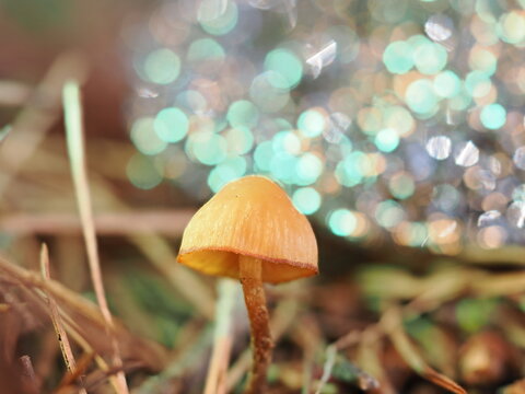 Se trata de un peque&ntilde;o hongo del g&eacute;nero Mycena o similar, caracterizado por su sombrero acampanado de color ocre y l&aacute;minas visibles, creciendo sobre un lecho de agujas de pino en descomposici&oacute;n.