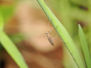 Se trata de un díptero nematócero, probablemente un mosquito de las agallas (Cecidomyiidae), distinguible por sus patas extremadamente largas y antenas plumosas muy desarrolladas.