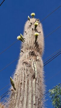 Cactus antiguo con flores en Tilcara, provincia de Argentina