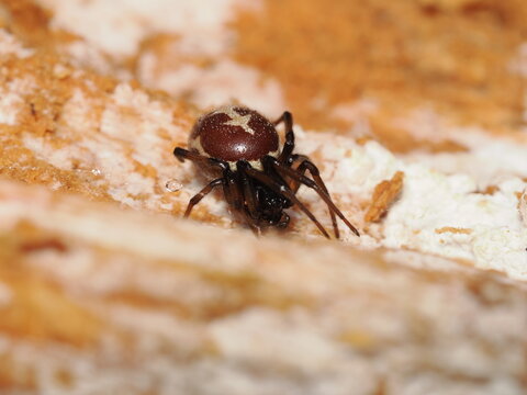 Se trata de una ara&ntilde;a de los armarios (Steatoda grossa), conocida como falsa viuda. Presenta un abdomen bulboso de color marr&oacute;n p&uacute;rpura oscuro con marcas p&aacute;lidas en forma de media luna.