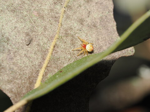 Se trata de una diminuta ara&ntilde;a de la familia Araneidae, probablemente un ejemplar juvenil o una especie como Araniella. Presenta un color amarillento p&aacute;lido y un abdomen globoso con marcas claras.