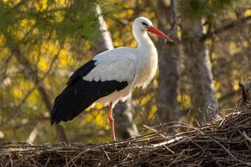 White Stork (Ciconia ciconia) - Breeds in wetlands and farmlands across Europe and Western Asia