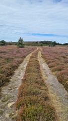 Randonn&eacute;e &agrave; travers les magnifiques paysages de landes de bruy&egrave;re du plateau du Caroux (Languedoc)	
