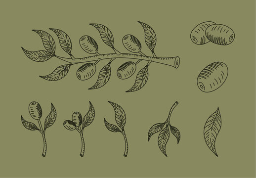 Green Olive Branch Botanical Organic Nature Illustrations Set