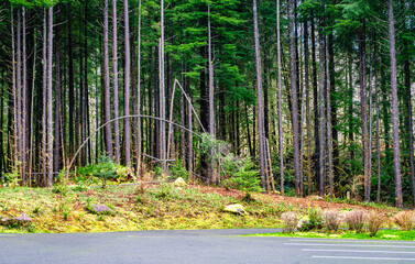 Washington Forest Trees