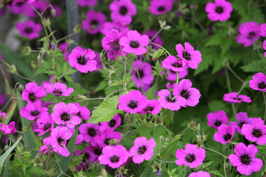Hardy geranium cranesbill &lsquo;Patricia&rsquo;  in flower