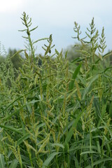 Obraz premium Hühnerhirse, Echinochloa crus-galli