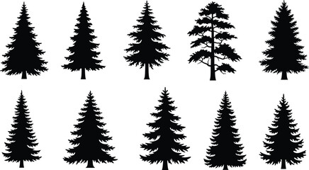 Set of Black Silhouette Pine Trees and Fir Trees on White Background Keywords: pine tree, fir tree, evergreen, conifer