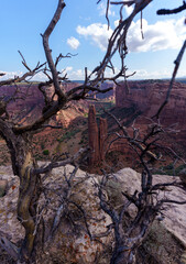 dead tree in the desert