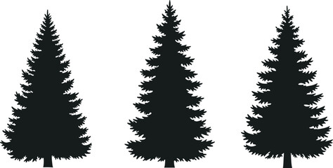 Three tall black silhouette pine trees with detailed branches on white fir tree white background