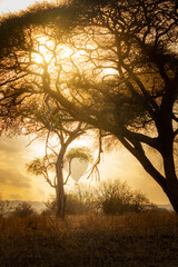 Characteristic silhouette landscape with baobab tree and hot-air balloon on sun's glow back-lit by sunrise.